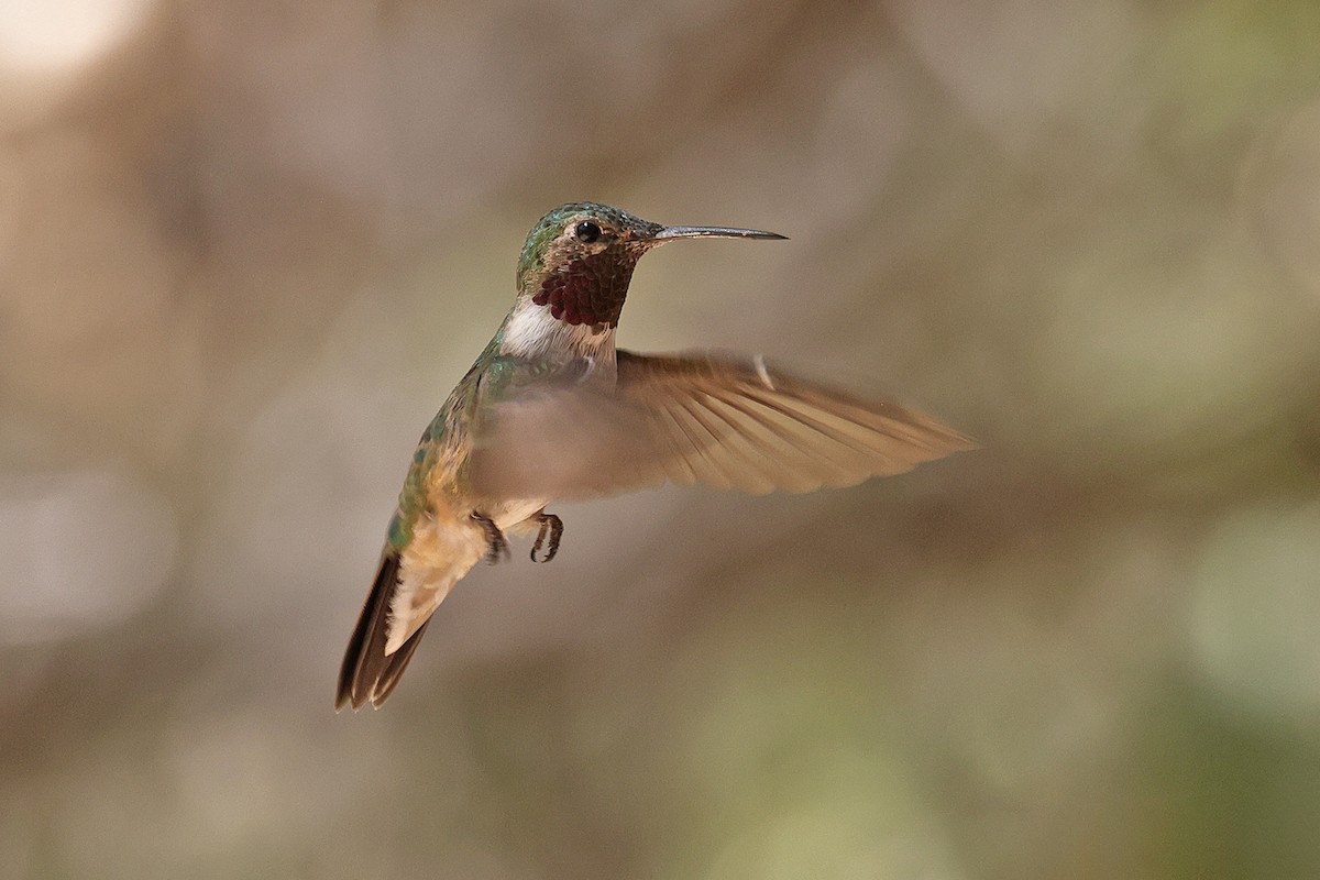 Broad-tailed Hummingbird - ML619229478