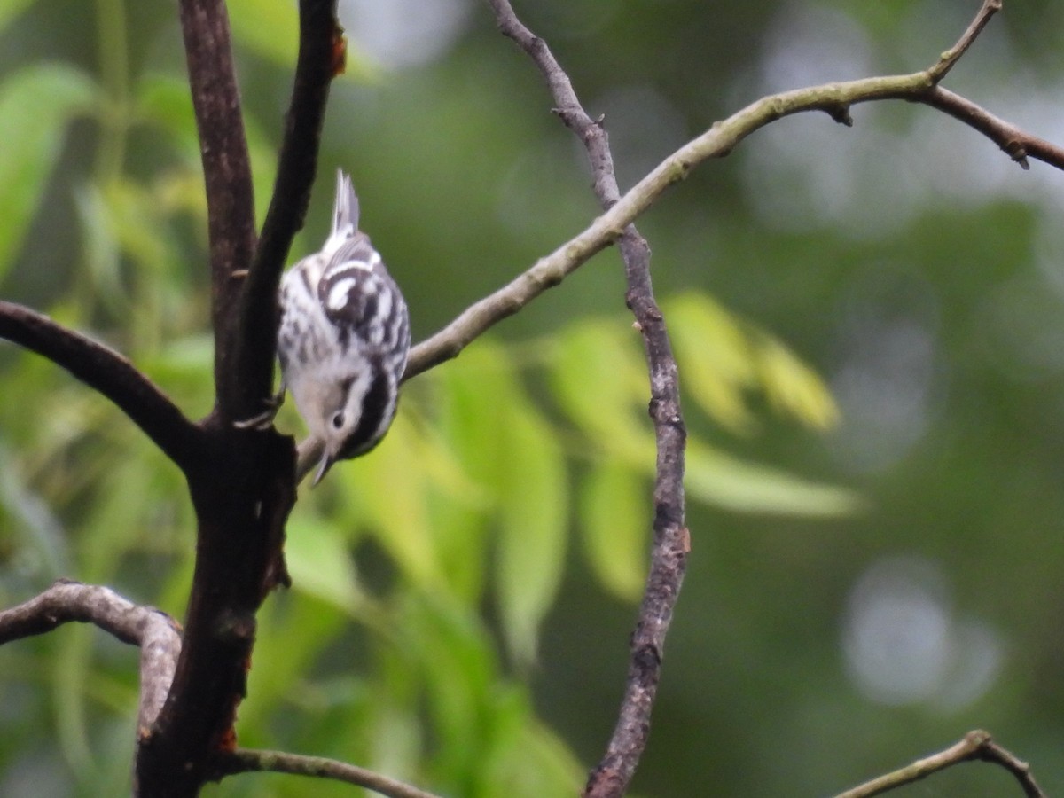 Black-and-white Warbler - ML619229552