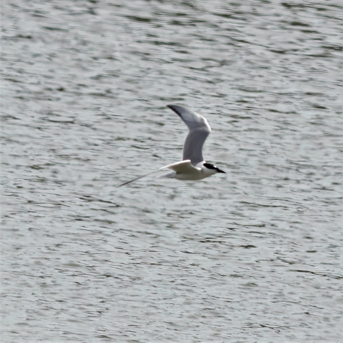 Gull-billed Tern - ML619229593