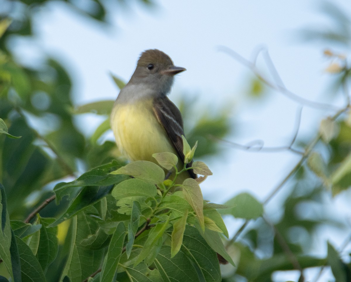 Great Crested Flycatcher - ML619229597