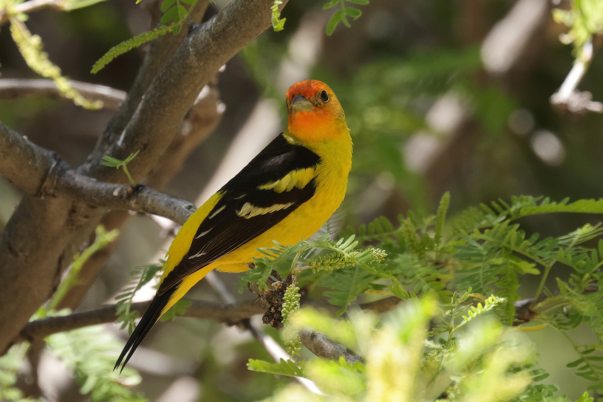 Western Tanager - ML619229600