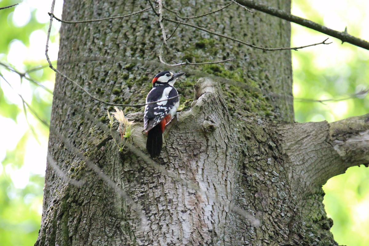 Great Spotted Woodpecker - ML619229800