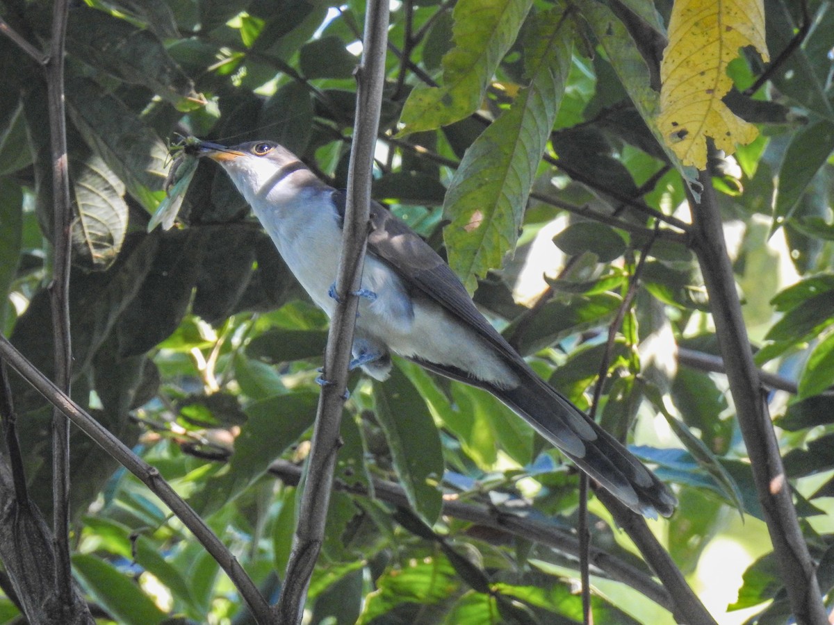 Pearly-breasted Cuckoo - ML619229810