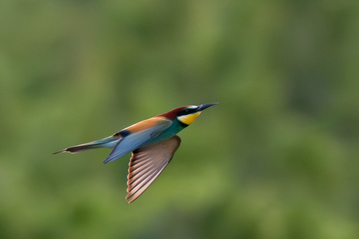 European Bee-eater - ML619229871