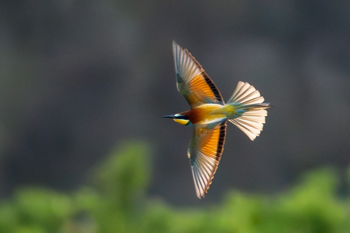 European Bee-eater - ML619229872