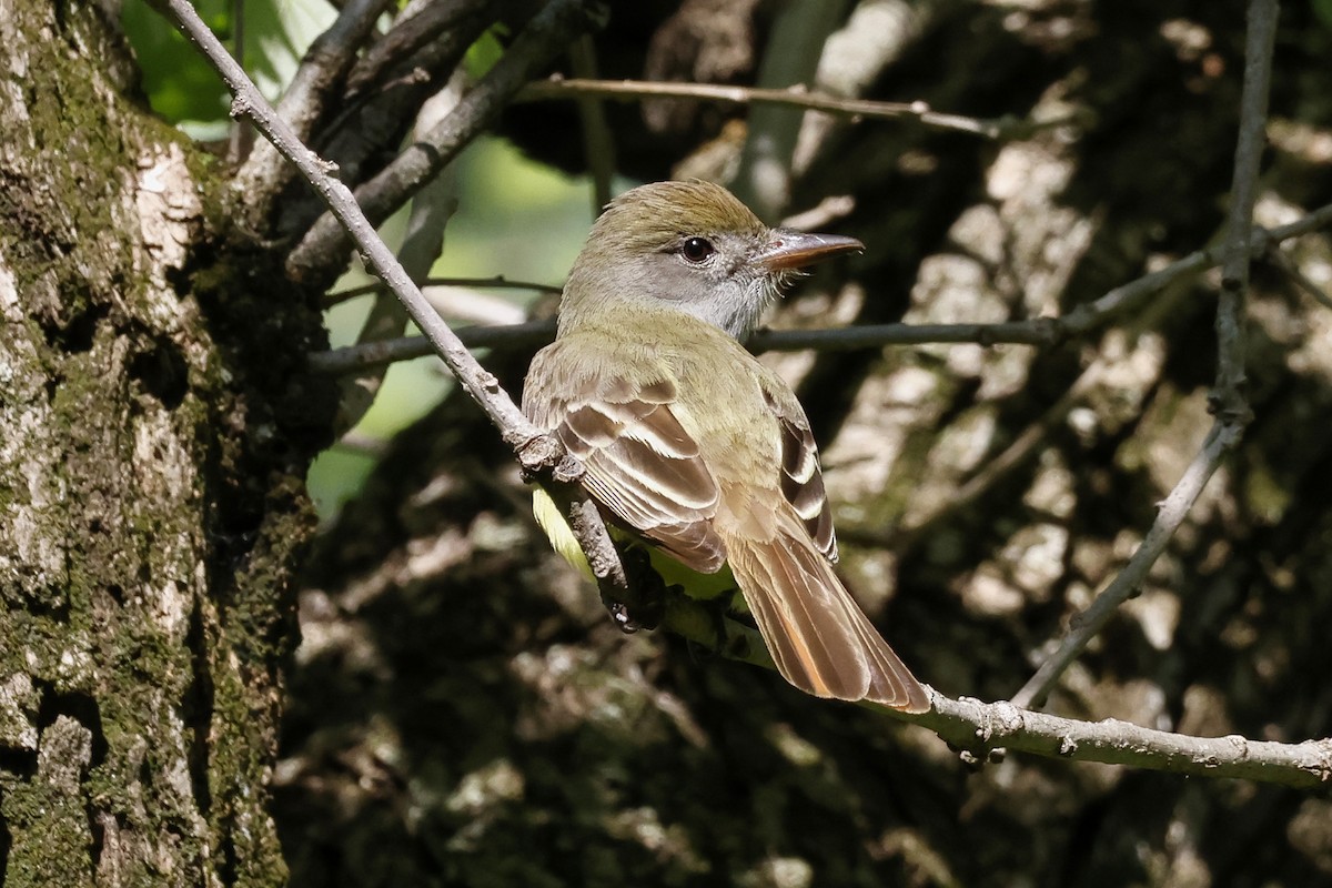 Great Crested Flycatcher - ML619229889