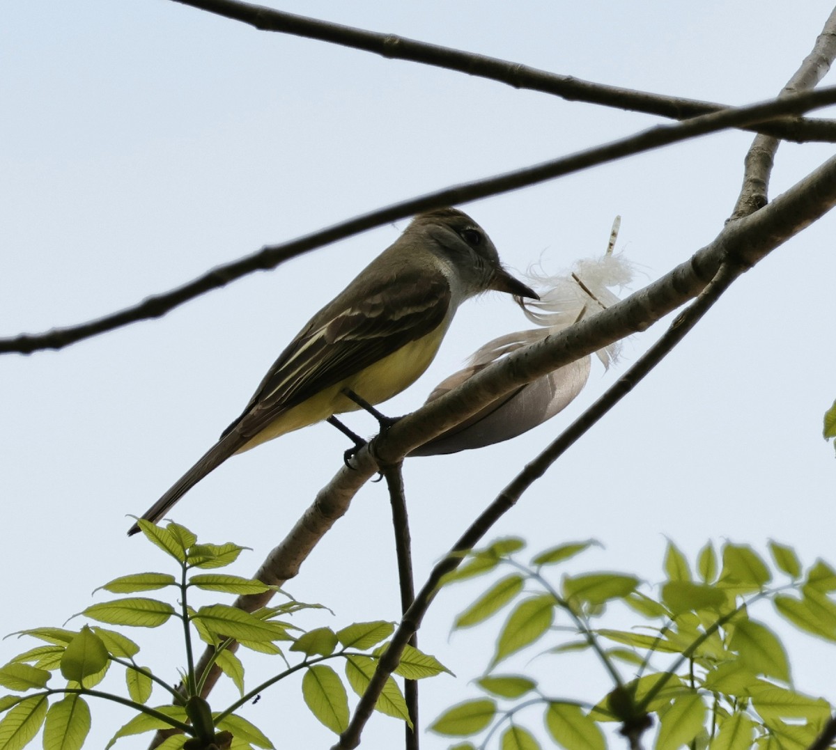 Great Crested Flycatcher - ML619229902