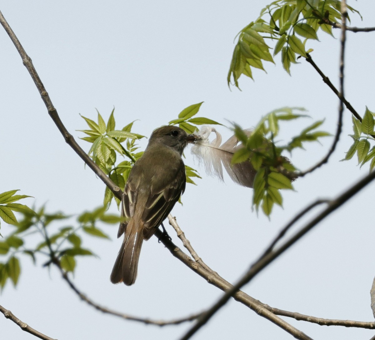 Great Crested Flycatcher - ML619229903