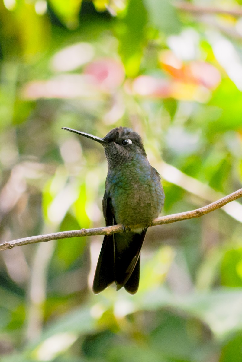 Talamanca Hummingbird - ML619229907