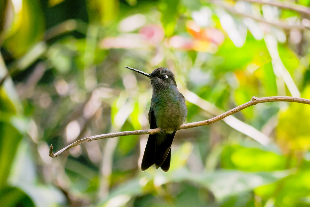 Talamanca Hummingbird - ML619229908
