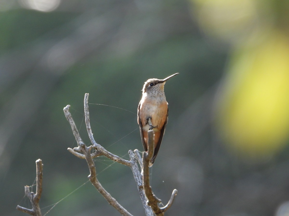 Broad-tailed Hummingbird - ML619229911