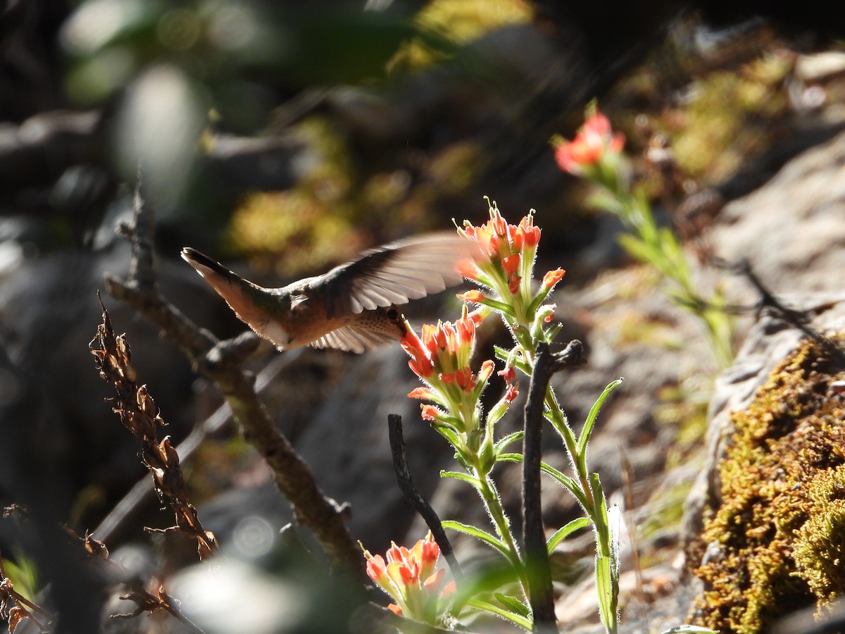 Broad-tailed Hummingbird - ML619229913