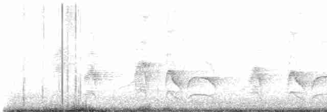 Büyük Kiskadi Tiranı - ML619229920