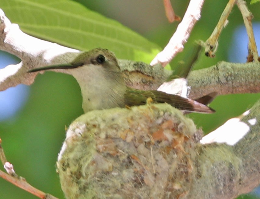 Black-chinned Hummingbird - ML619229964