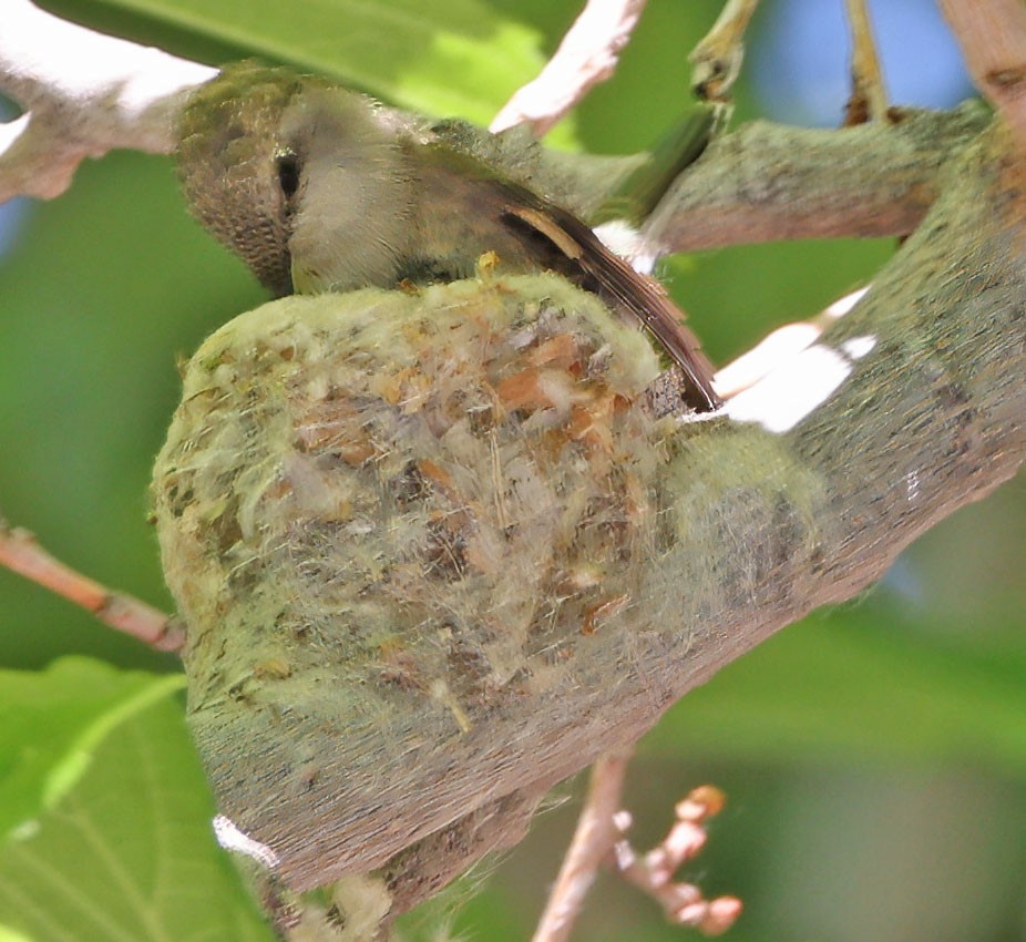 Black-chinned Hummingbird - ML619229965