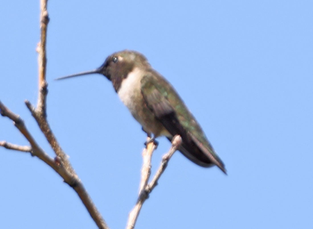 Black-chinned Hummingbird - ML619230007