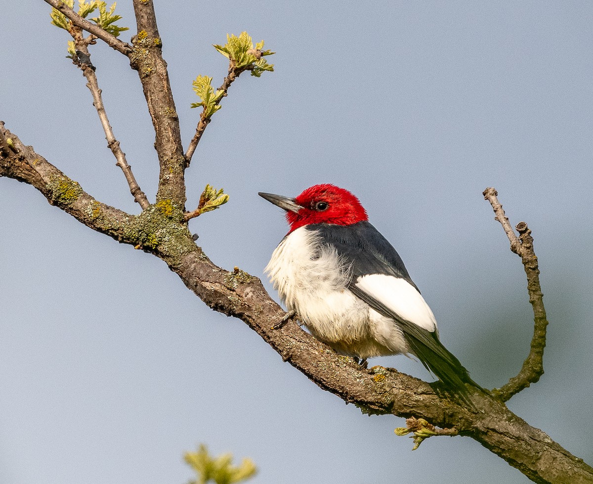 Red-headed Woodpecker - ML619230018