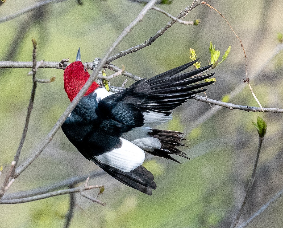 Red-headed Woodpecker - ML619230020