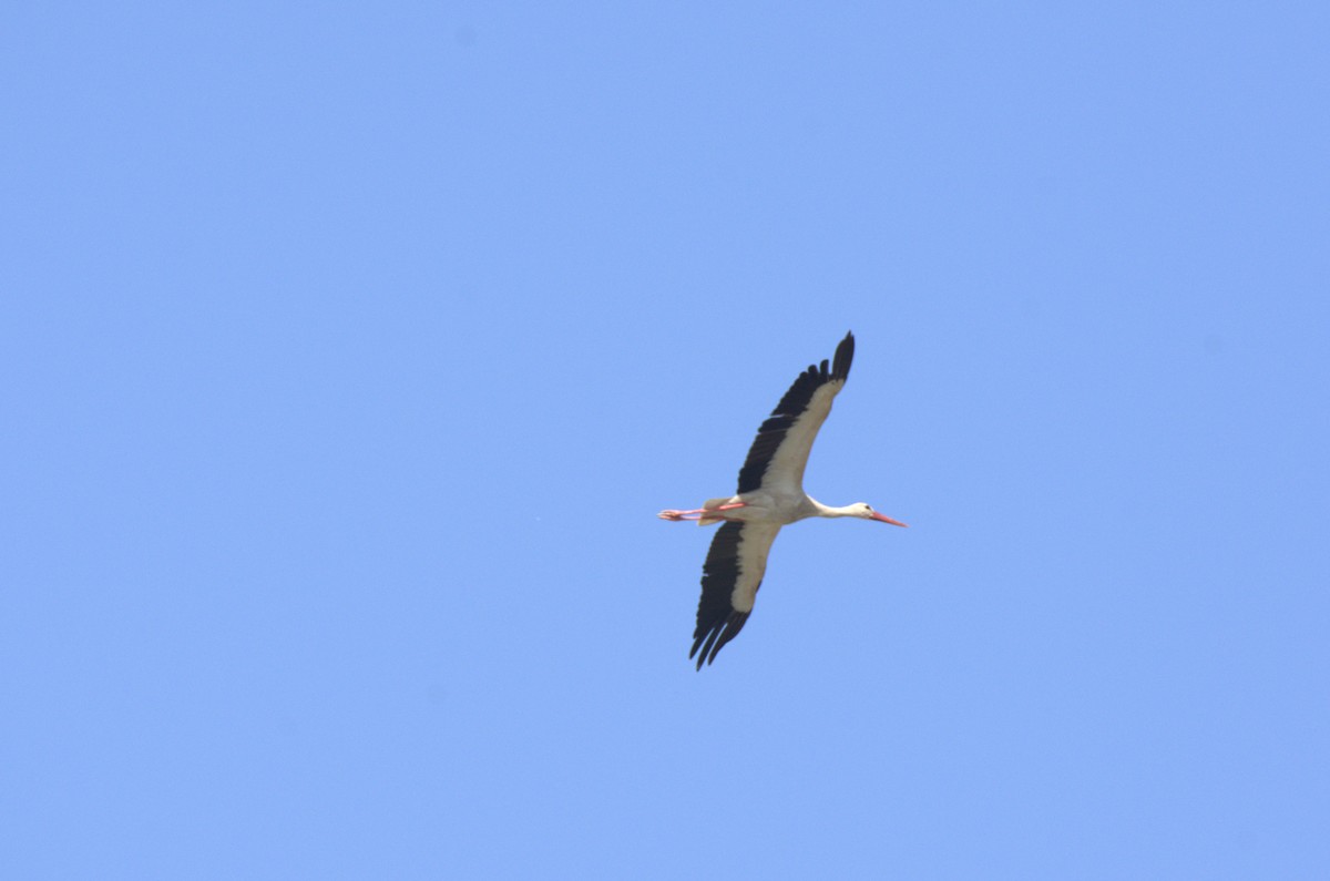 White Stork - ML619230050