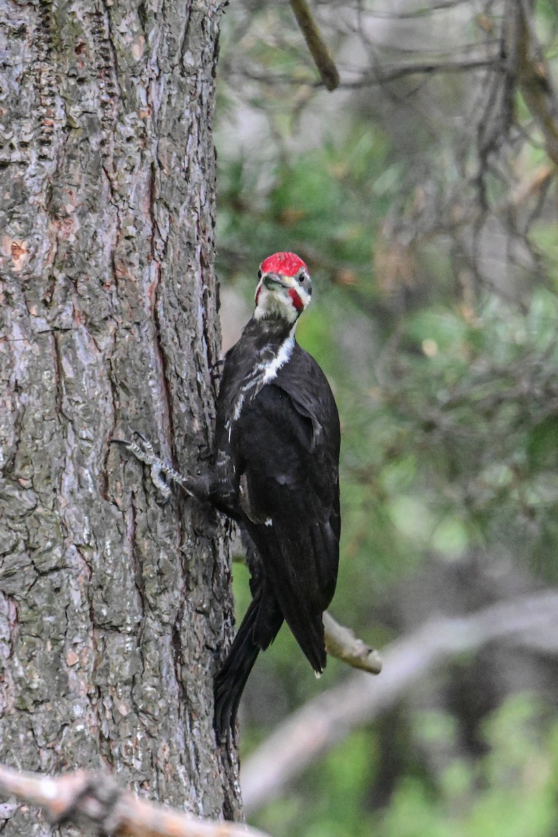 Pileated Woodpecker - ML619230090