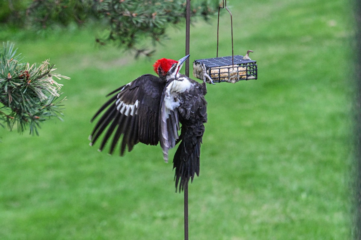 Pileated Woodpecker - ML619230095