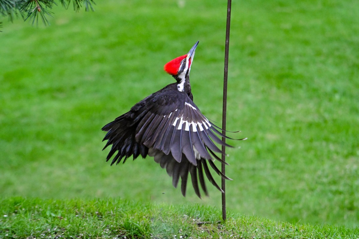 Pileated Woodpecker - ML619230096