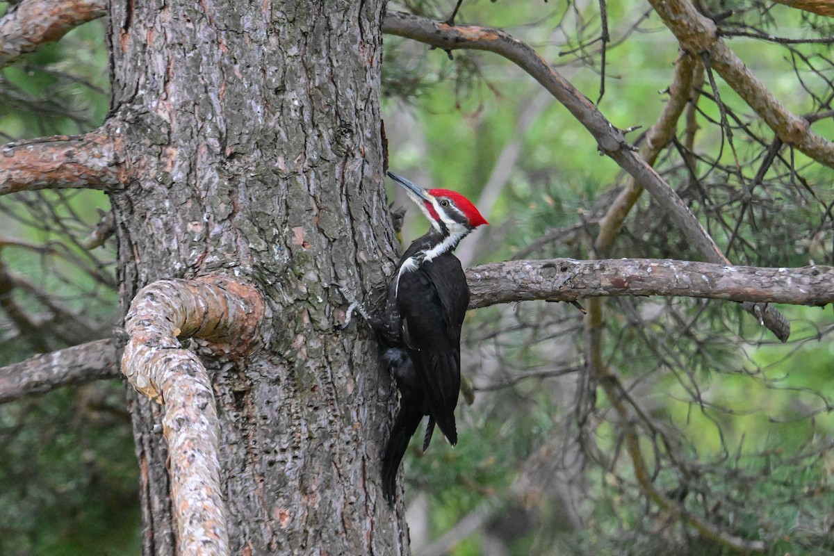 Pileated Woodpecker - ML619230099