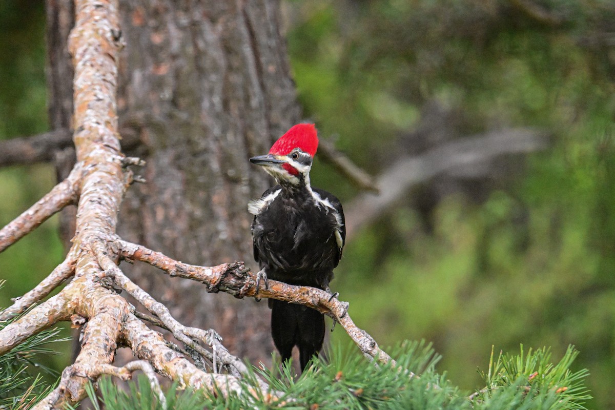 Pileated Woodpecker - ML619230100