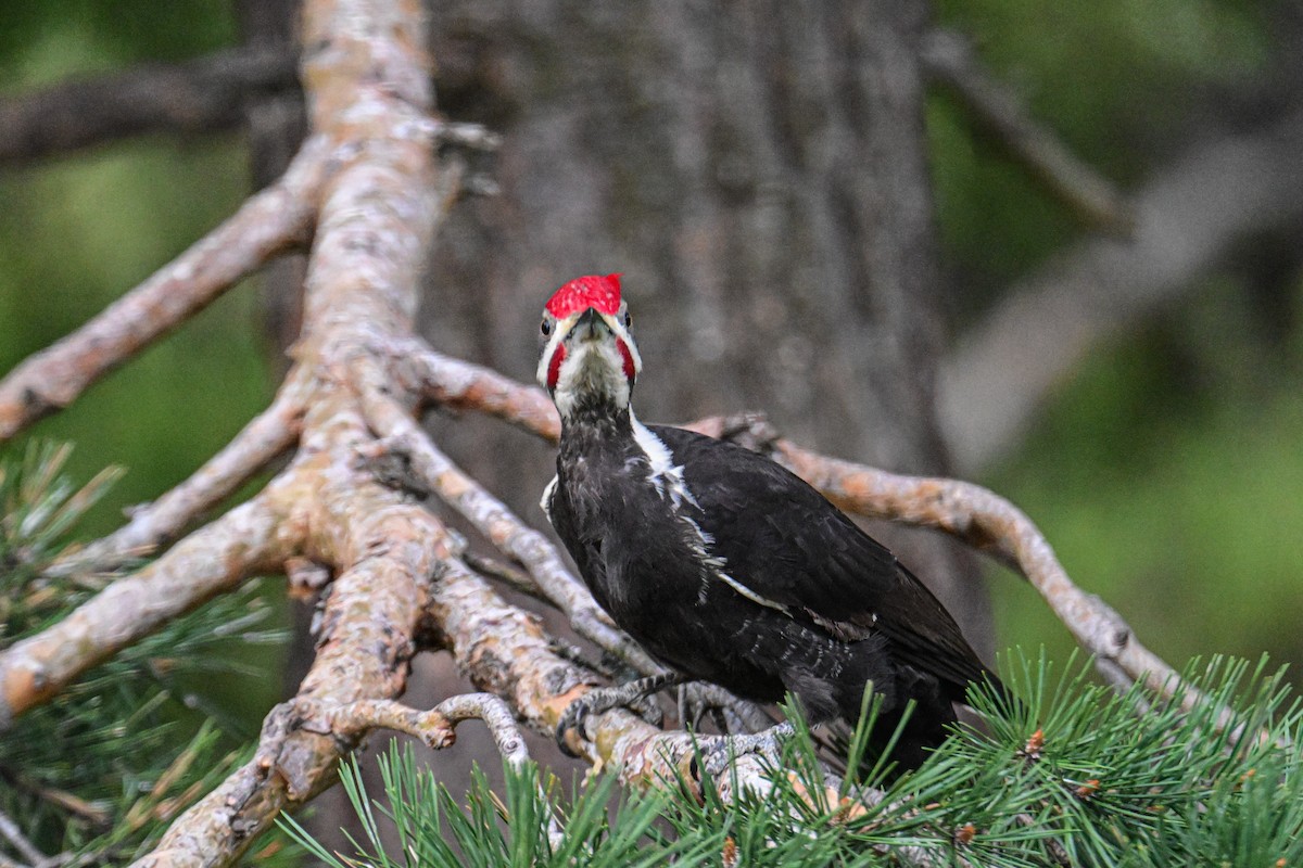 Pileated Woodpecker - ML619230101