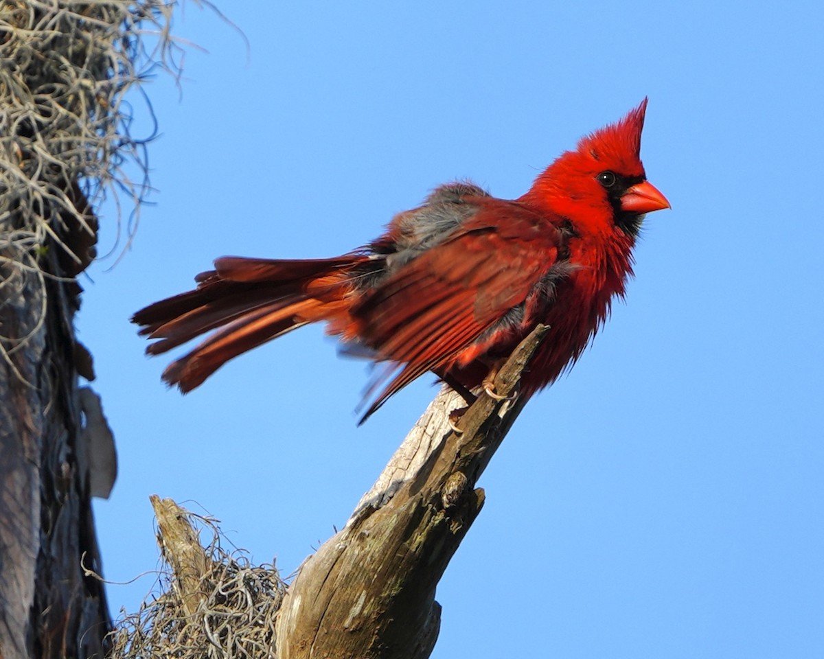 Cardinal rouge - ML619230108
