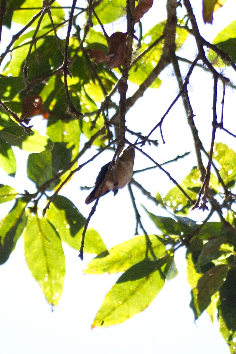 Scintillant Hummingbird - ML619230242