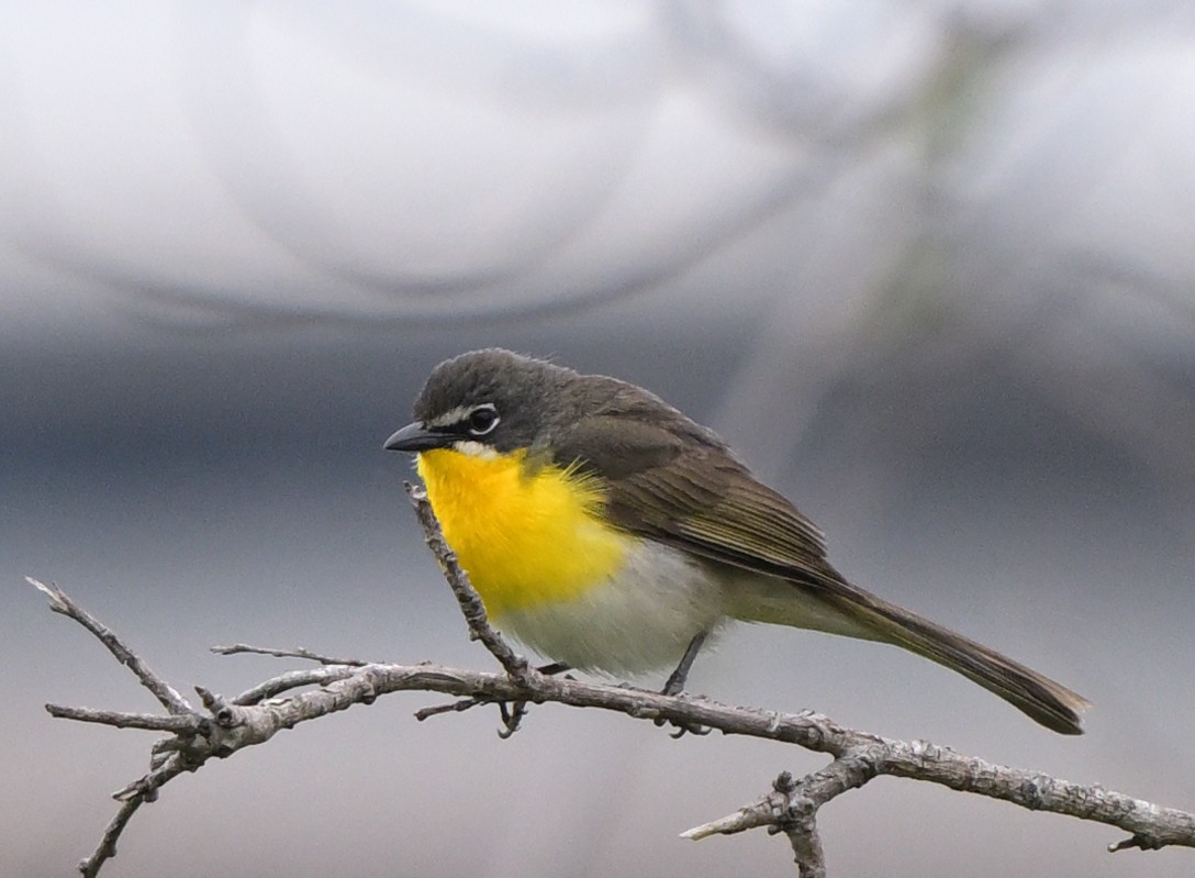 Yellow-breasted Chat - ML619230254