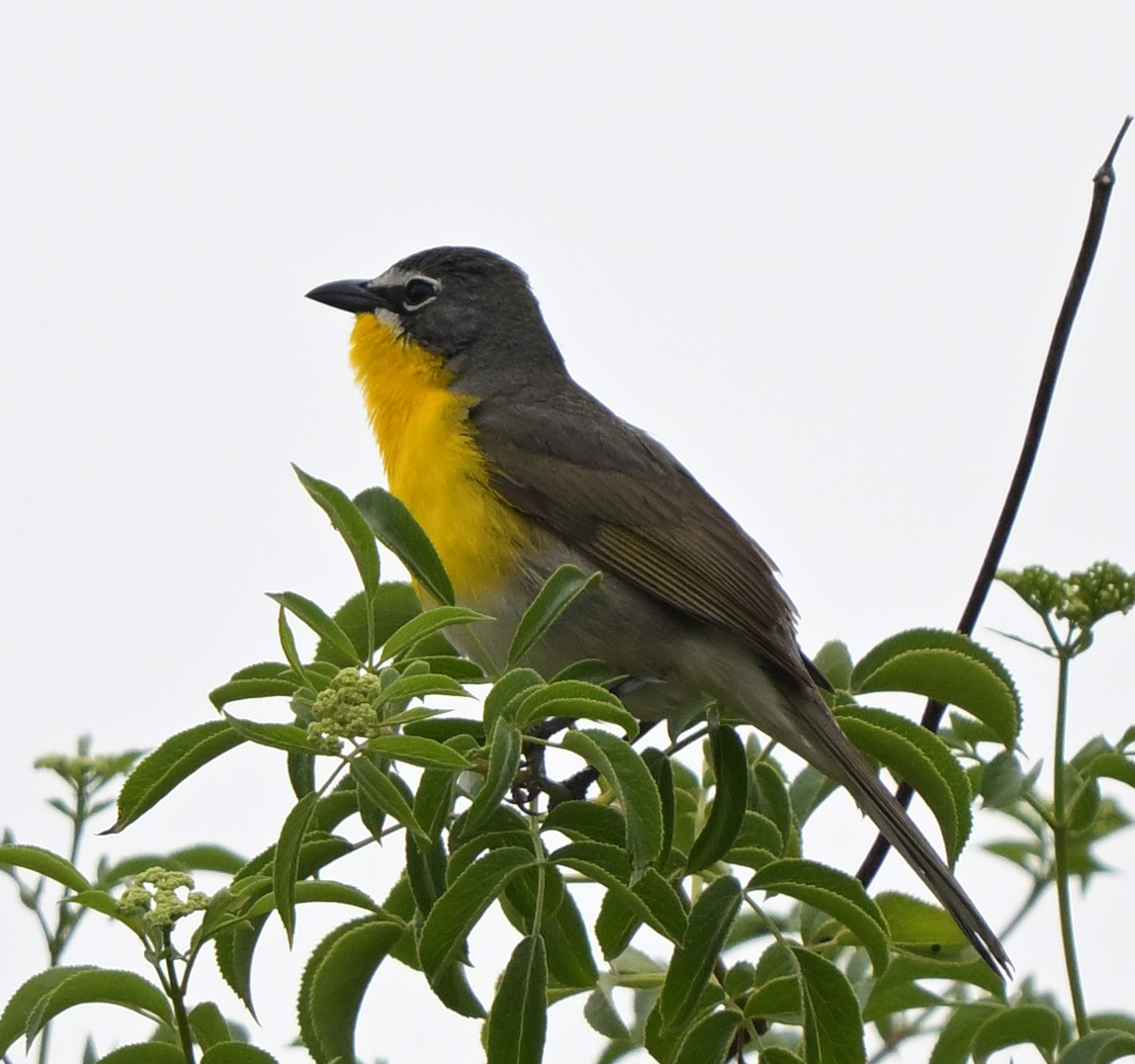Yellow-breasted Chat - ML619230255