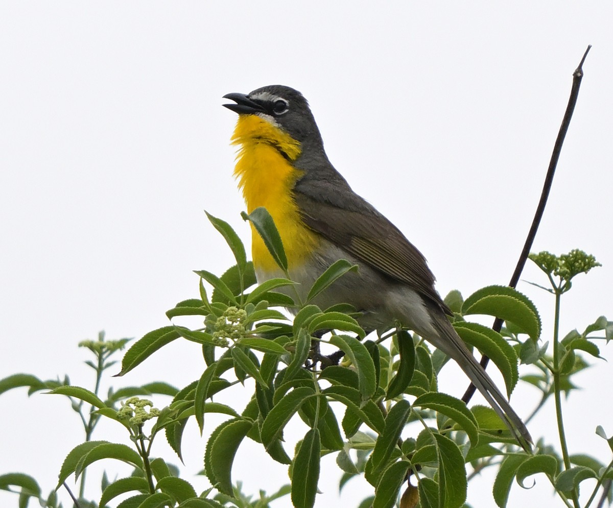 Yellow-breasted Chat - ML619230256