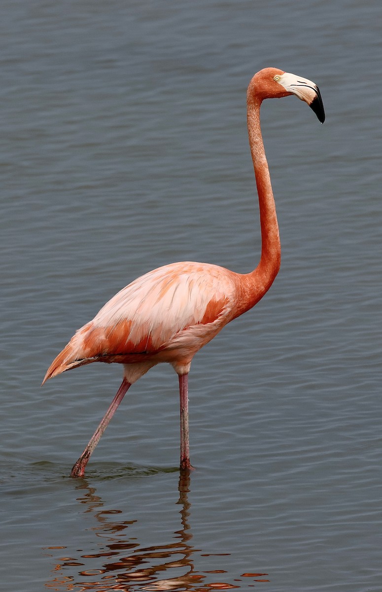 American Flamingo - ML619230291