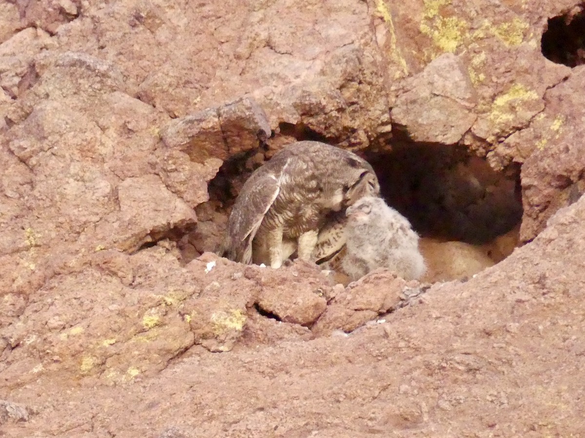 Great Horned Owl - ML619230446