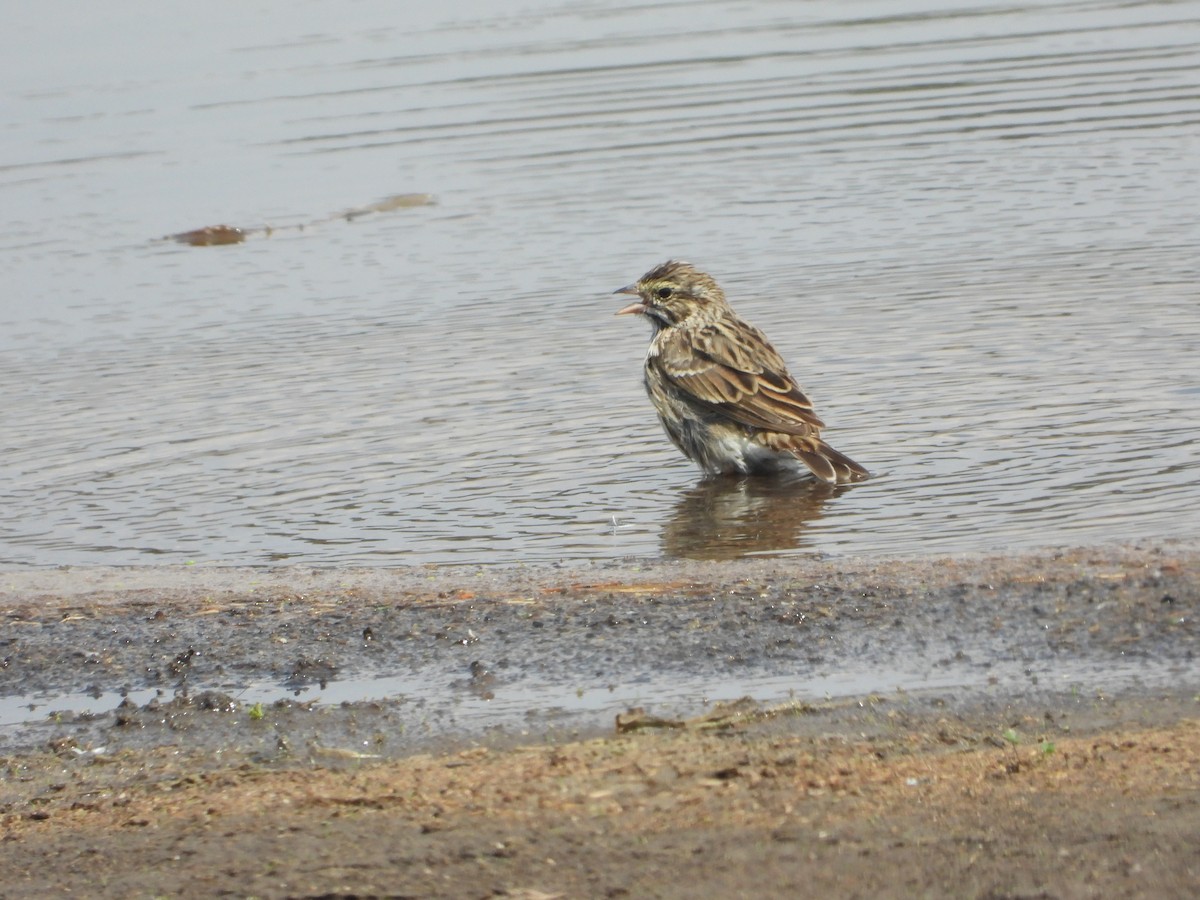 Savannah Sparrow - ML619230452