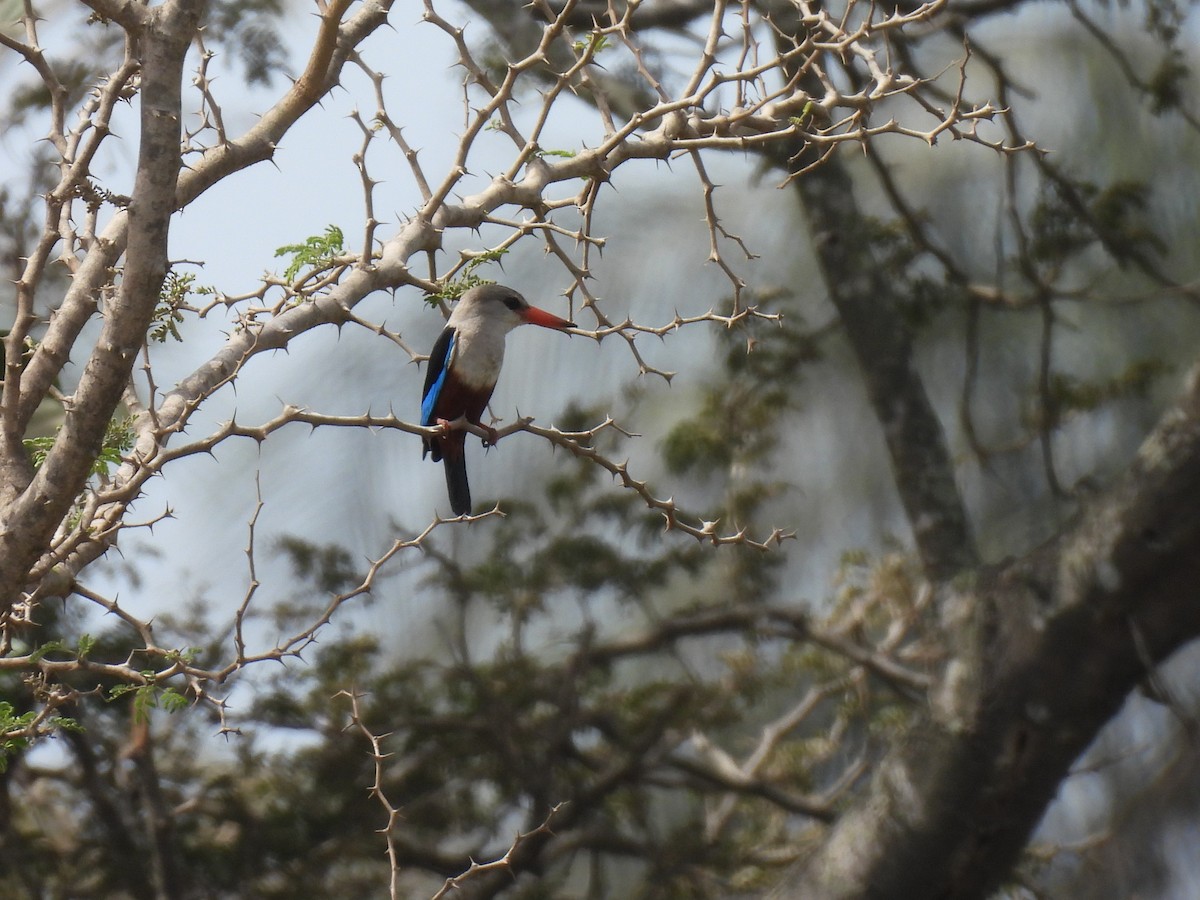 Gray-headed Kingfisher - ML619230455