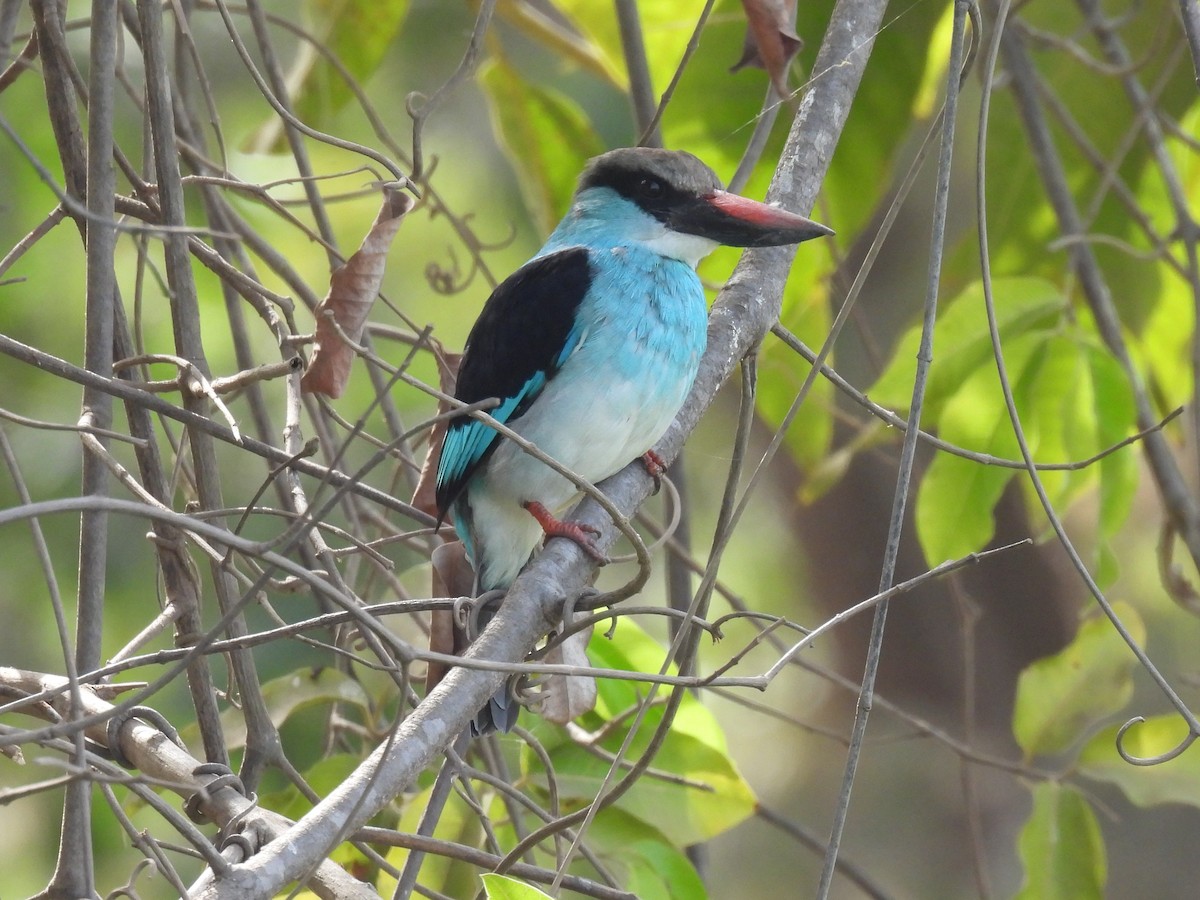 Blue-breasted Kingfisher - ML619230467