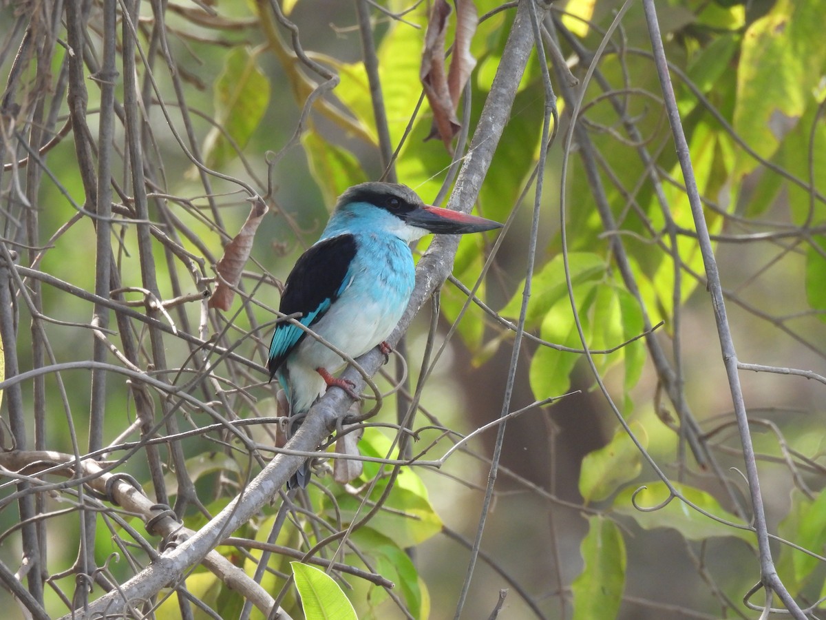 Blue-breasted Kingfisher - ML619230469