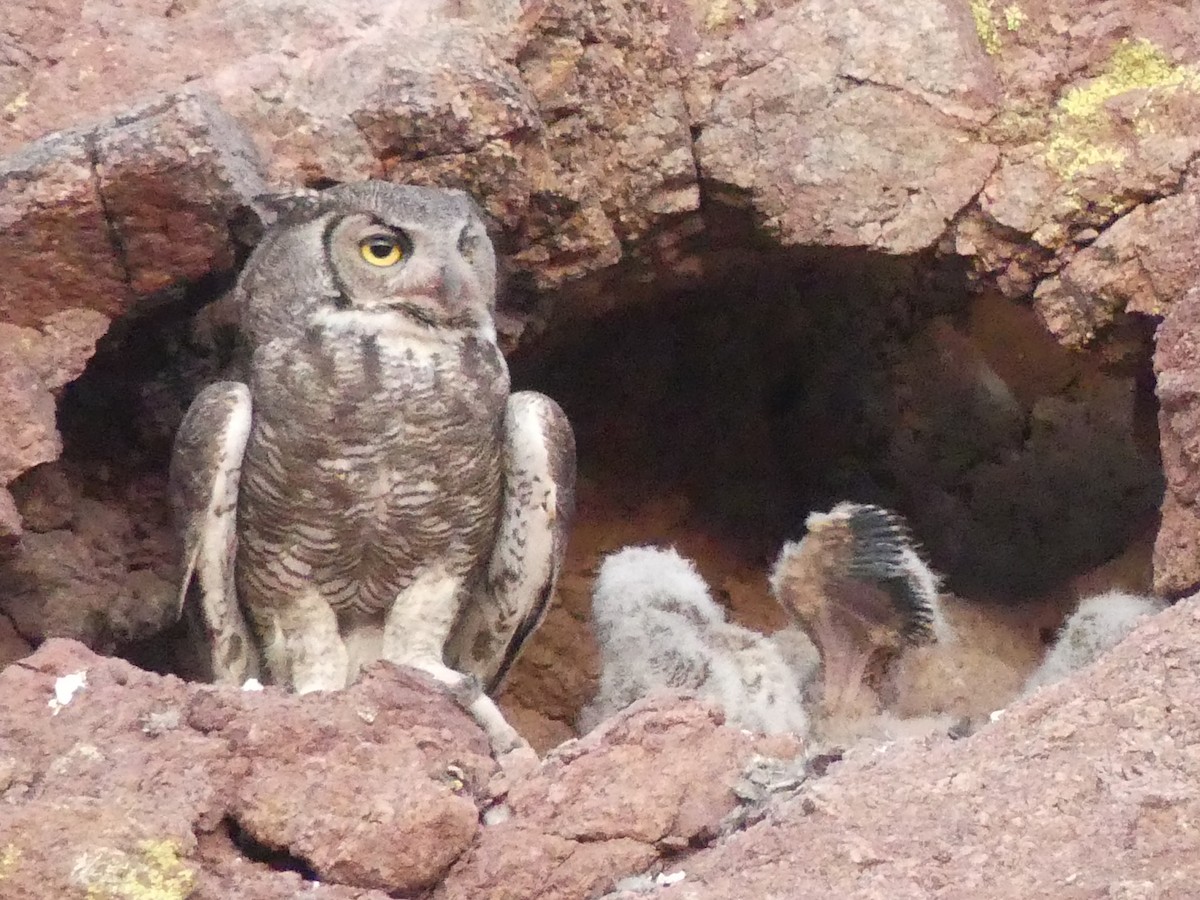 Great Horned Owl - ML619230481