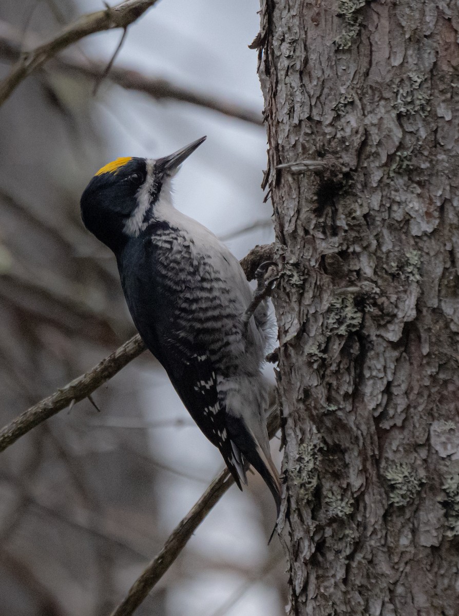 Black-backed Woodpecker - ML619230493