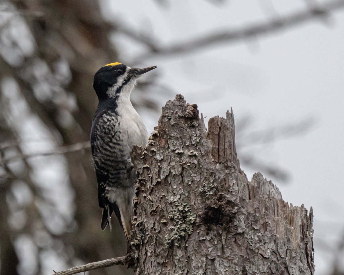 Black-backed Woodpecker - ML619230495