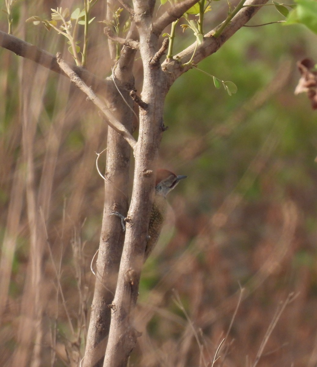 Fine-spotted Woodpecker - ML619230512