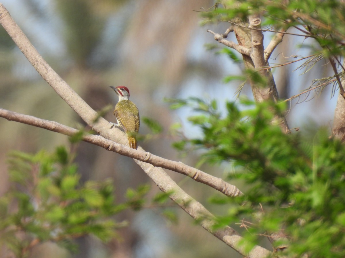 Fine-spotted Woodpecker - ML619230514