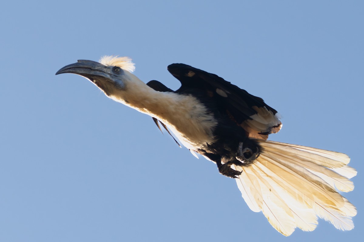 White-crowned Hornbill - ML619230566