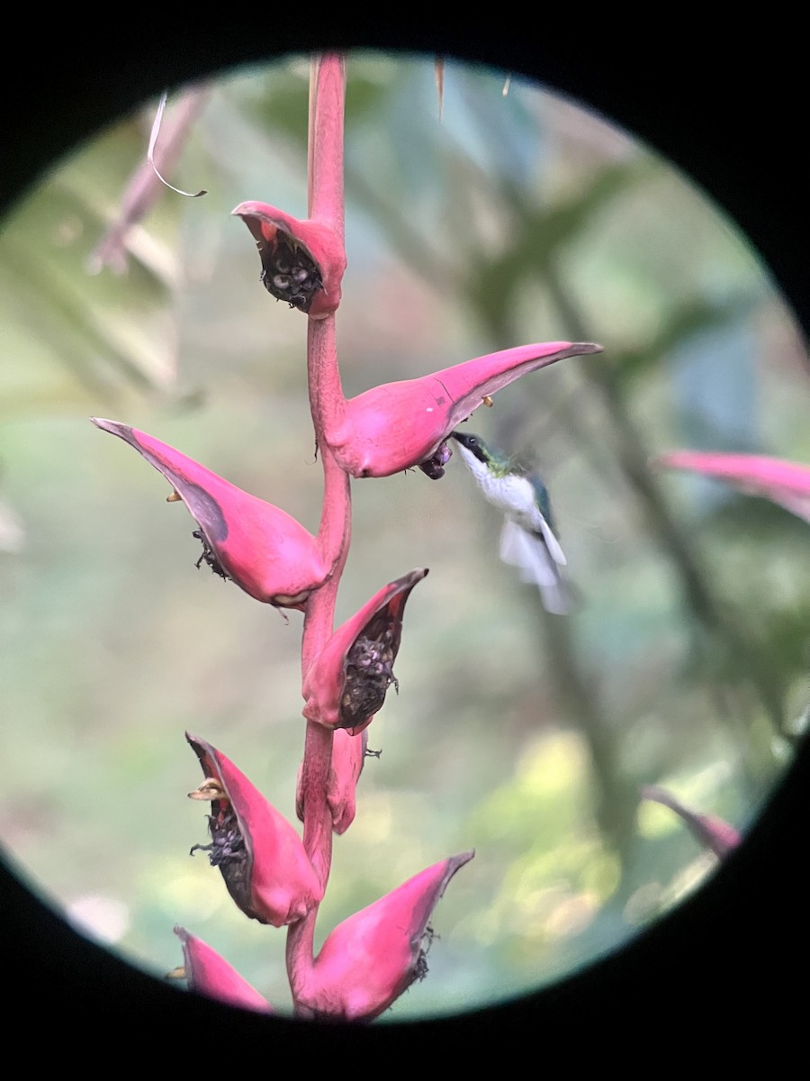 kolibřík purpurovohlavý - ML619230596