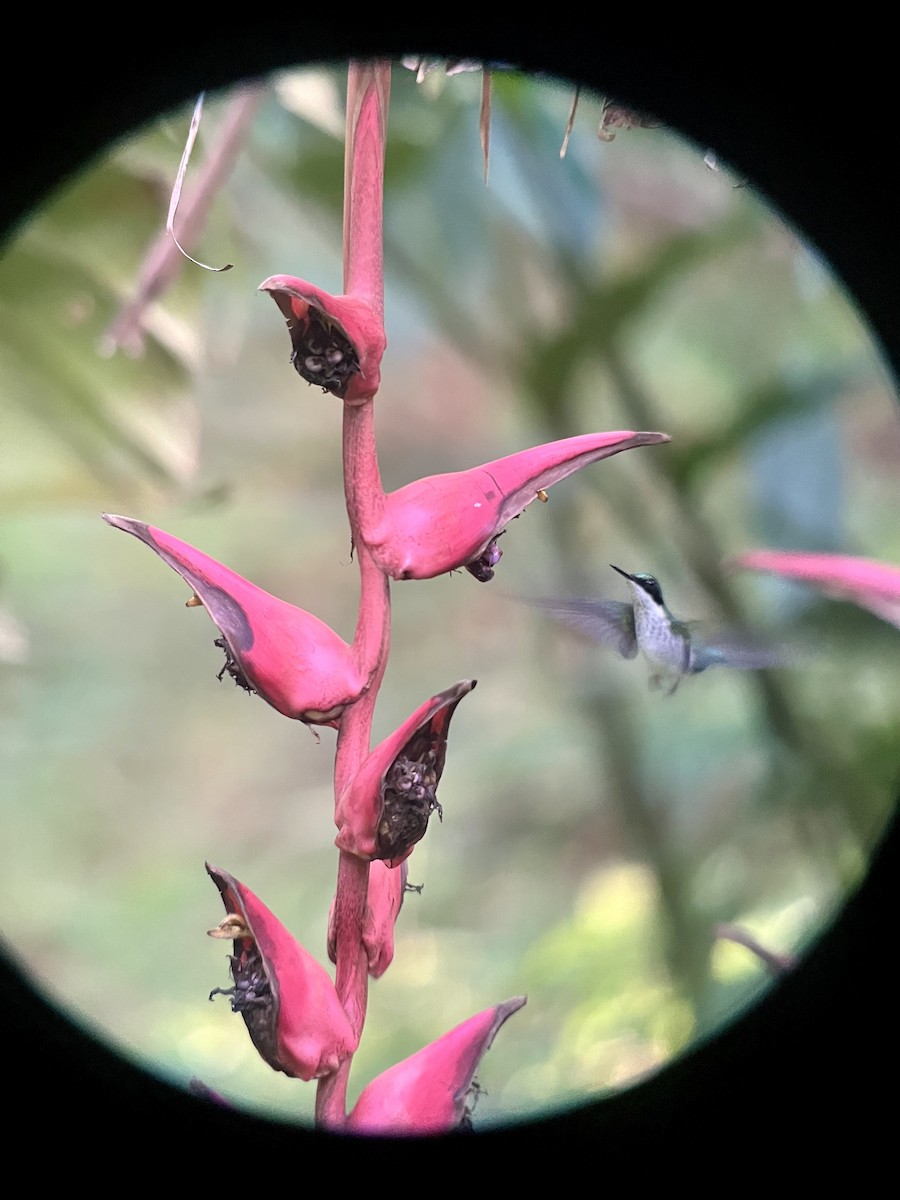 kolibřík purpurovohlavý - ML619230597