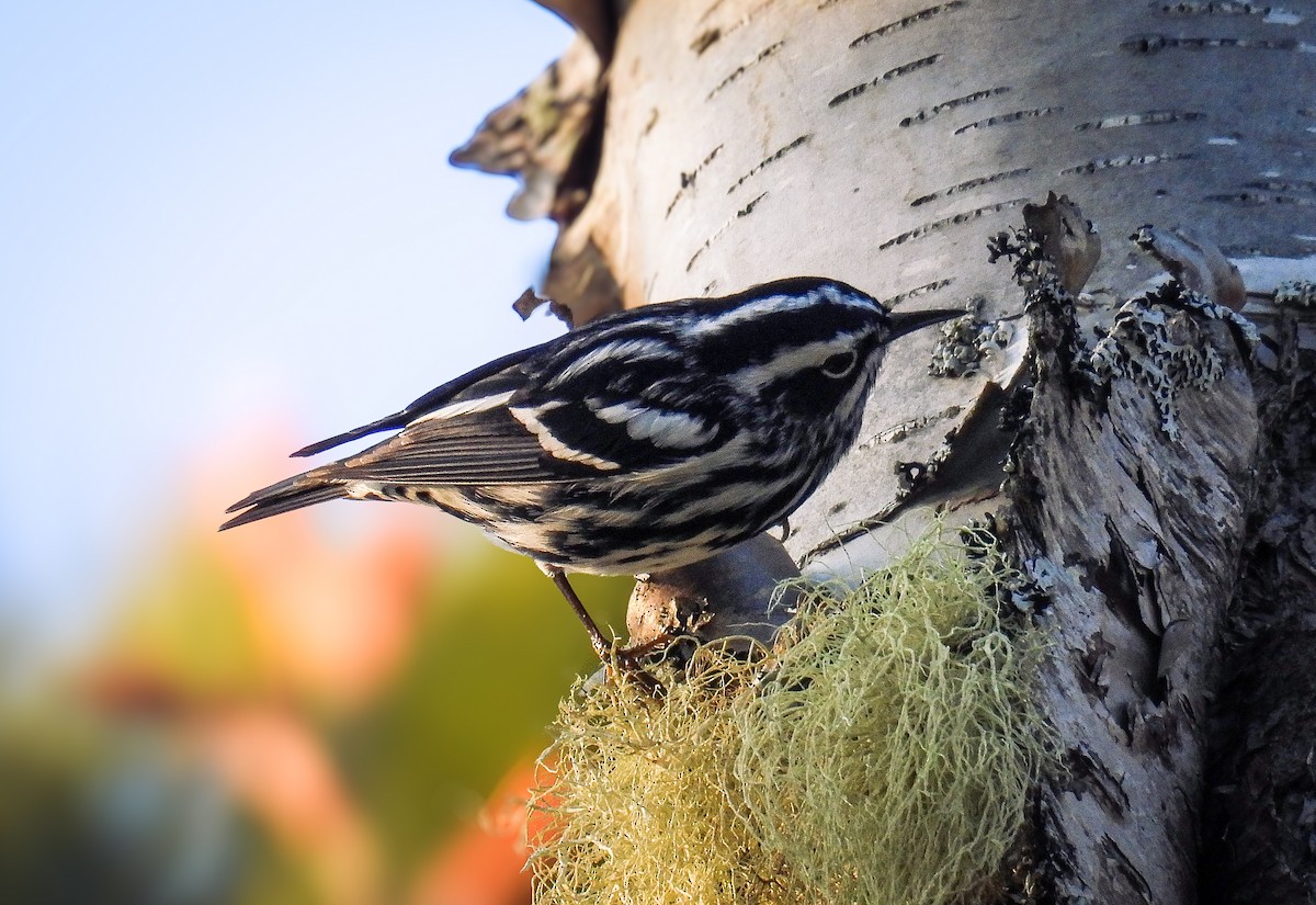 Black-and-white Warbler - ML619230641