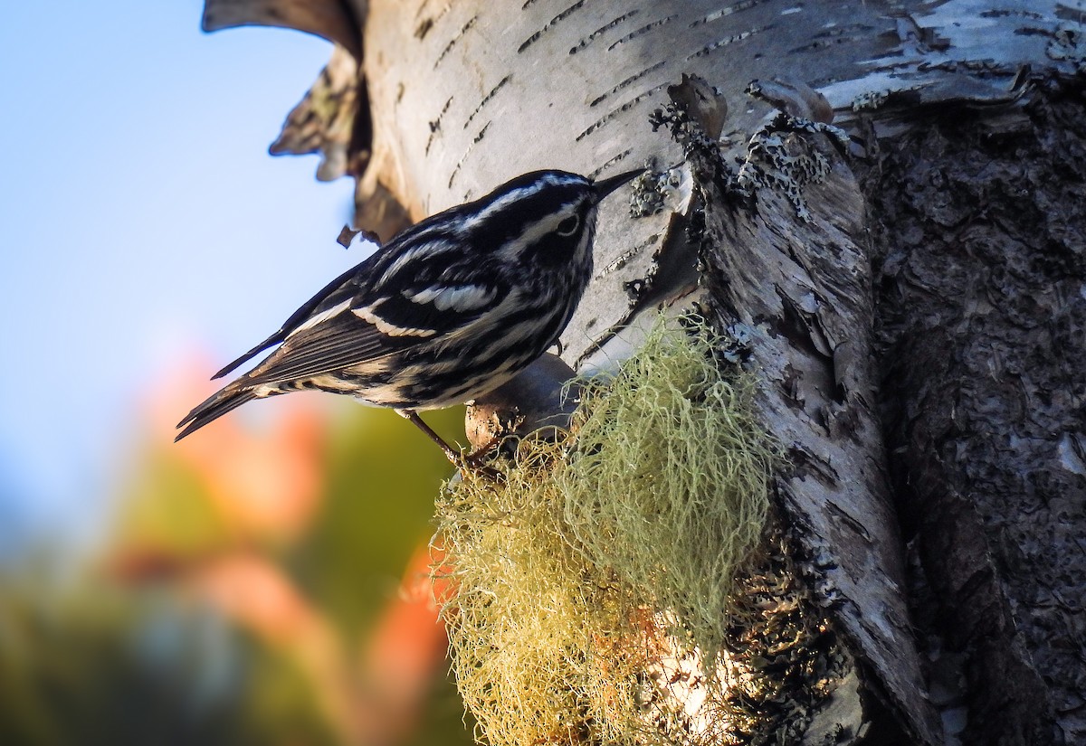 Black-and-white Warbler - ML619230642